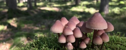 Konzis
